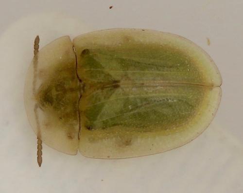 Réf. 294 254 : Cassida deflorata